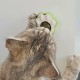 Nobby Catnipball Paw 5.5 x 3.5 x 5.5 cm Nobby Catnipball Paw 5.5 x 3.5 x 5.5 cm