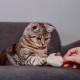 Nobby Plush Mouse with Leather Tail Nobby Plush Mouse with Leather Tail