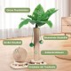 Novelfun Cat Scratching Post, Palm Tree Scratching Posts for Cats, 2 in 1 Interactive Cat Toy with Hanging Balls, Cat Scratching Posts, Cat Toy for Small and Medium Cats Novelfun Cat Scratching Post, Palm Tree Scratching Posts for Cats, 2 in 1 Interactive Cat Toy with Hanging Balls, Cat Scratching Posts, Cat Toy for Small and Medium Cats
