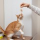 Pack of 20 Cat Toy Mouse Plush Mouse Kitten Toy Catnip Toy Interactive Cat Toy Toy Mice for Cats and Kittens (10 Colours) Pack of 20 Cat Toy Mouse Plush Mouse Kitten Toy Catnip Toy Interactive Cat Toy Toy Mice for Cats and Kittens (10 Colours)