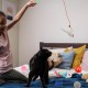 Pack of 31 Cat Toys with Cat Tunnel, Balls, Cat Toy, Mice, Feather Toy, Plush Toy, Interactive Cat Toy for Cats, Cat Accessories Pack of 31 Cat Toys with Cat Tunnel, Balls, Cat Toy, Mice, Feather Toy, Plush Toy, Interactive Cat Toy for Cats, Cat Accessories