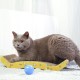 Patapalooza Cat Toys 2 Pack Interactive Design Promotes Movement and Stimulate Cat Intelligence