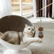Patapalooza Flexible and Durable Cat Training Stick Ideal for Promoting Exercise and Fun for Cats Patapalooza Flexible and Durable Cat Training Stick Ideal for Promoting Exercise and Fun for Cats