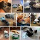 Pawaboo Cat Toy, Electric Mouse, Interactive Kitten Toy, Cat Bed, Scratching Mat, Catnip, Cute and Safe Toy, Play Ball for Small Cat Game, Biting Chewing, Blue Pawaboo Cat Toy, Electric Mouse, Interactive Kitten Toy, Cat Bed, Scratching Mat, Catnip, Cute and Safe Toy, Play Ball for Small Cat Game, Biting Chewing, Blue