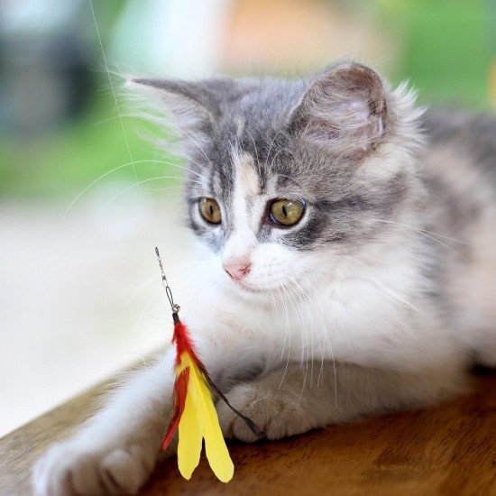 Pawaboo Interactive Cat Toy, Retractable Cat Fishing Rod with 3 Replacement Fishing Lures Made of Feathers and Bells, Adjustable Line Length, Feather Teaser for Cats Kittens Fun Pawaboo Interactive Cat Toy, Retractable Cat Fishing Rod with 3 Replacement Fishing Lures Made of Feathers and Bells, Adjustable Line Length, Feather Teaser for Cats Kittens Fun