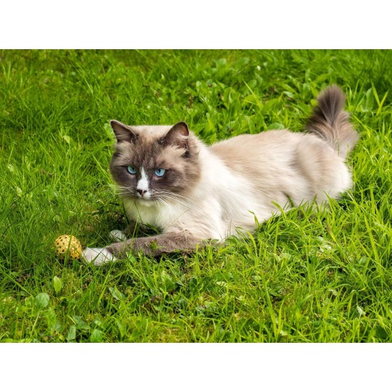 Petface Glitter Balls Cat Toy (Pack of 3) Petface Glitter Balls Cat Toy (Pack of 3)