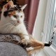 Petface Retractable Feather and Bell Wand Cat Toy Petface Retractable Feather and Bell Wand Cat Toy