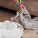 Relaxdays Cat Toy Butterfly and Ball, H x D: 33.5 x 22 cm, Interactive Cat Carousel, Cat Round 360°, White Relaxdays Cat Toy Butterfly and Ball, H x D: 33.5 x 22 cm, Interactive Cat Carousel, Cat Round 360°, White