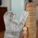 Relaxdays Scratching toy, cat board MDF and sisal, H x W x D: 30 x 17 x 30 cm, play wheel, balls and feathers, cat toy, natural