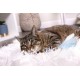 SmartyKat 2 x Electronic Feather Tangle Toy for Cats and Kittens - Includes 2 Extra Wands, Spin, Battery Operated, Fun and Engaging Play, Promotes Training, Green SmartyKat 2 x Electronic Feather Tangle Toy for Cats and Kittens - Includes 2 Extra Wands, Spin, Battery Operated, Fun and Engaging Play, Promotes Training, Green