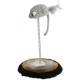 Trixie Cat Toy Mouse On A Spring, Toys, Cats Trixie Cat Toy Mouse On A Spring, Toys, Cats