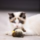 Vealind Electronic Toy for Cats Interactive Cat Toy Bird Mouse with Sound Pack of 2 Vealind Electronic Toy for Cats Interactive Cat Toy Bird Mouse with Sound Pack of 2