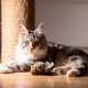 Vealind Electronic Toy for Cats Interactive Cat Toy Bird Mouse with Sound Pack of 2 Vealind Electronic Toy for Cats Interactive Cat Toy Bird Mouse with Sound Pack of 2