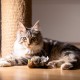 Vealind GiGwi Electronic Pet Toy for Dogs and Cats, Lifelike Sounds