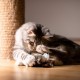 Vealind GiGwi Electronic Pet Toy for Dogs and Cats, Lifelike Sounds