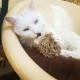 Vealind GiGwi Electronic Pet Toy for Dogs and Cats, Lifelike Sounds Vealind GiGwi Electronic Pet Toy for Dogs and Cats, Lifelike Sounds