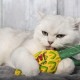 YEOWWW! Pineapple Catnip Toy for Cats, Yellow, 7 Inch, Fits All Breed Sizes YEOWWW! Pineapple Catnip Toy for Cats, Yellow, 7 Inch, Fits All Breed Sizes