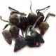 emours Pack of 12 Rattle Furry Mice Cat Toy Realistic Fur Mice Squeaky Toy, Colour Varies emours Pack of 12 Rattle Furry Mice Cat Toy Realistic Fur Mice Squeaky Toy, Colour Varies