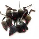 emours Pack of 12 Rattle Furry Mice Cat Toy Realistic Fur Mice Squeaky Toy, Colour Varies emours Pack of 12 Rattle Furry Mice Cat Toy Realistic Fur Mice Squeaky Toy, Colour Varies