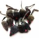 emours Pack of 12 Rattle Furry Mice Cat Toy Realistic Fur Mice Squeaky Toy, Colour Varies emours Pack of 12 Rattle Furry Mice Cat Toy Realistic Fur Mice Squeaky Toy, Colour Varies