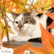 Natural Scratching Post for Climbing, Hiding and Sleeping - Large with Interchangeable Leaves - Multi-Stage, Easy to Assemble - Pet-Safe Materials, Durable and Patented Robust Cat Tree