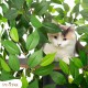 Natural Scratching Post for Climbing, Hiding and Sleeping - Large with Interchangeable Leaves - Multi-Stage, Easy to Assemble - Pet-Safe Materials, Durable and Patented Robust Cat Tree