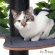 Natural Scratching Post for Climbing, Hiding and Sleeping - Large with Interchangeable Leaves - Multi-Stage, Easy to Assemble - Pet-Safe Materials, Durable and Patented Robust Cat Tree