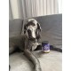 Collagen + Vitamin B Powder for Dogs - 300g - 4500mg Bovine Collagen & 500mg Marine Collagen Type I, II & III - Joint & Bone Protection with B1, B2, B3, B5, B6, B9, B12 Collagen + Vitamin B Powder for Dogs - 300g - 4500mg Bovine Collagen & 500mg Marine Collagen Type I, II & III - Joint & Bone Protection with B1, B2, B3, B5, B6, B9, B12