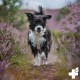 Devil's Claw Powder for Dogs and Horses, 1 kg, Natural Joint Powder to Support Joints & Mobility, No Artificial Additives from Pure Devil's Claw Root Devil's Claw Powder for Dogs and Horses, 1 kg, Natural Joint Powder to Support Joints & Mobility, No Artificial Additives from Pure Devil's Claw Root