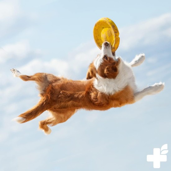 Devil's Claw Powder for Dogs and Horses, 1 kg, Natural Joint Powder to Support Joints & Mobility, No Artificial Additives from Pure Devil's Claw Root Devil's Claw Powder for Dogs and Horses, 1 kg, Natural Joint Powder to Support Joints & Mobility, No Artificial Additives from Pure Devil's Claw Root