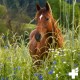 Devil's Claw Powder for Dogs and Horses, 1 kg, Natural Joint Powder to Support Joints & Mobility, No Artificial Additives from Pure Devil's Claw Root Devil's Claw Powder for Dogs and Horses, 1 kg, Natural Joint Powder to Support Joints & Mobility, No Artificial Additives from Pure Devil's Claw Root