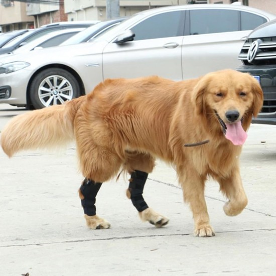 Dog Leg Support for Rear Ankle Joints, Dog Knee Brace for Torn Rear Hip, Support for Back Healing of Dogs, Support for Arthritis Wound Arthritis (Medium) Dog Leg Support for Rear Ankle Joints, Dog Knee Brace for Torn Rear Hip, Support for Back Healing of Dogs, Support for Arthritis Wound Arthritis (Medium)
