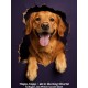 Dr. Flex Vitamin B Complex for Dogs - With B1, B2, B3, B5, B9 & B12 - 300 g Collagen Powder with 4500 mg Bovine Collagen & 500 mg Marine Collagen Type I, II & III - Joints, Vitality, Nerve