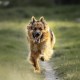 Flex Collagen Supplement GLucosamine Chondroitin for Dogs Ideal for Joint Problems Dog Biscuits with MSM, Turmeric, Rosehip, Glucosamine and Chondroitin Flex Collagen Supplement GLucosamine Chondroitin for Dogs Ideal for Joint Problems Dog Biscuits with MSM, Turmeric, Rosehip, Glucosamine and Chondroitin
