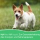 HylMed HA Liquid Dog, 250 ml, High Dose Hyaluronic Acid, Collagen and Other Nutrients to Support the Joints and the Dog's Pleasure of Movement for up to 50 Days HylMed HA Liquid Dog, 250 ml, High Dose Hyaluronic Acid, Collagen and Other Nutrients to Support the Joints and the Dog's Pleasure of Movement for up to 50 Days