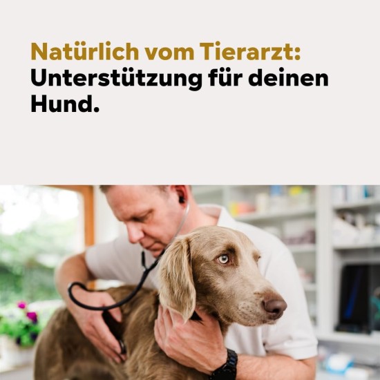 Joint Tablets Dog - Especially for Older Smaller Dogs, 100 Days for 5 kg Dog, Devil's Claw + Green-lipped Mussel + Glucosamine, Pack of 100, by Veterinarian Dr. Knoop, High Acceptance Joint Tablets Dog - Especially for Older Smaller Dogs, 100 Days for 5 kg Dog, Devil's Claw + Green-lipped Mussel + Glucosamine, Pack of 100, by Veterinarian Dr. Knoop, High Acceptance