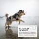 ReaVET Joint Tablets Dog I 120 Pieces for 8 Months I Joint Tablets for Dogs with Green-Lipped Mussel I For New Joy of Movement I Joint Tablets Dog