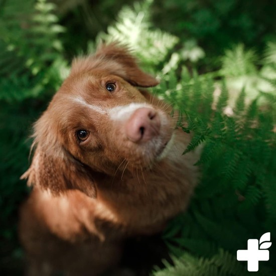 ReaVET Joint Tablets Dog I 120 Pieces for 8 Months I Joint Tablets for Dogs with Green-Lipped Mussel I For New Joy of Movement I Joint Tablets Dog ReaVET Joint Tablets Dog I 120 Pieces for 8 Months I Joint Tablets for Dogs with Green-Lipped Mussel I For New Joy of Movement I Joint Tablets Dog