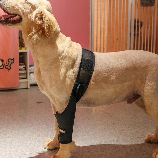 Teksome Hip Support for Dogs - Hip Brace for Dogs Fits Better to the Legs of the Dog | Dog Hip Joint Brace Provides Support and Comfort Without the Mobility of the Dog Teksome Hip Support for Dogs - Hip Brace for Dogs Fits Better to the Legs of the Dog | Dog Hip Joint Brace Provides Support and Comfort Without the Mobility of the Dog