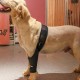 Teksome Hip Support for Dogs - Hip Brace for Dogs Fits Better to the Legs of the Dog | Dog Hip Joint Brace Provides Support and Comfort Without the Mobility of the Dog Teksome Hip Support for Dogs - Hip Brace for Dogs Fits Better to the Legs of the Dog | Dog Hip Joint Brace Provides Support and Comfort Without the Mobility of the Dog