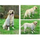 Tnfeeon Dog Elbow Protection Joint Pet Knee Matdog Knee Matdog Leg Brace Pet Dog Joint Warm Protective Cover Dog Elbow Protection Joint (L) Tnfeeon Dog Elbow Protection Joint Pet Knee Matdog Knee Matdog Leg Brace Pet Dog Joint Warm Protective Cover Dog Elbow Protection Joint (L)