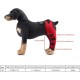 Tnfeeon Knee Support for Dogs, Leg Support for Ligament Injuries, Joint Pain and Sore Muscles, Adjustable Rear Support for Patella Dislocation (HJ27 Rear Legs Blue) Tnfeeon Knee Support for Dogs, Leg Support for Ligament Injuries, Joint Pain and Sore Muscles, Adjustable Rear Support for Patella Dislocation (HJ27 Rear Legs Blue)