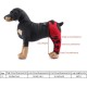 Tnfeeon Knee Support for Dogs, Leg Support for Ligament Injuries, Joint Pain and Sore Muscles, Adjustable Rear Support for Patella Dislocation (HJ27 Rear Legs Blue) Tnfeeon Knee Support for Dogs, Leg Support for Ligament Injuries, Joint Pain and Sore Muscles, Adjustable Rear Support for Patella Dislocation (HJ27 Rear Legs Blue)