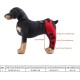 Tnfeeon Knee Support for Dogs, Leg Support for Ligament Injuries, Joint Pain and Sore Muscles, Adjustable Rear Support for Patella Dislocation (HJ27 Rear Legs Blue) Tnfeeon Knee Support for Dogs, Leg Support for Ligament Injuries, Joint Pain and Sore Muscles, Adjustable Rear Support for Patella Dislocation (HJ27 Rear Legs Blue)