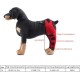 Tnfeeon Knee Support for Dogs, Leg Support for Ligament Injuries, Joint Pain and Sore Muscles, Adjustable Rear Support for Patella Dislocation (HJ27 Rear Legs Blue) Tnfeeon Knee Support for Dogs, Leg Support for Ligament Injuries, Joint Pain and Sore Muscles, Adjustable Rear Support for Patella Dislocation (HJ27 Rear Legs Blue)