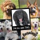 BUGALUGS Dog Shampoo - Whitening & Brightening Coat Enhancer for All Fur Colours, Best Vegan Puppy Care Shampoo & Conditioner with a Pineapple & Passion Fruit (250 ml)
