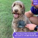 Daddle Doodle Dog Slicker Brush - Dog Grooming Brush Specially Designed for All Poodle and Doodle Mixes - Fluff, Style, Detangling and Demat - Ergonomic Handle Design - Soft and Angled Brush Pens