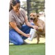 Dexas MudBuster PW72025-22WP Portable Dog Paw Cleaner, Large, Matte Black Dexas MudBuster PW72025-22WP Portable Dog Paw Cleaner, Large, Matte Black