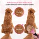 Dog Brush Cat Brush, 12 + 23 Pet Stainless Steel Comb, Double-Sided DeShedding Tool for Dogs to Remove Unwanted Hair, Untangling Knots Dog Brush Cat Brush, 12 + 23 Pet Stainless Steel Comb, Double-Sided DeShedding Tool for Dogs to Remove Unwanted Hair, Untangling Knots