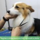 Dog Grooming Scissors, Curved Scissors for Dog Grooming, 7.5 Inches, 30 Degree Curved Blade, Lightweight Pet Scissors for Trimming Face and Paws Dog Grooming Scissors, Curved Scissors for Dog Grooming, 7.5 Inches, 30 Degree Curved Blade, Lightweight Pet Scissors for Trimming Face and Paws